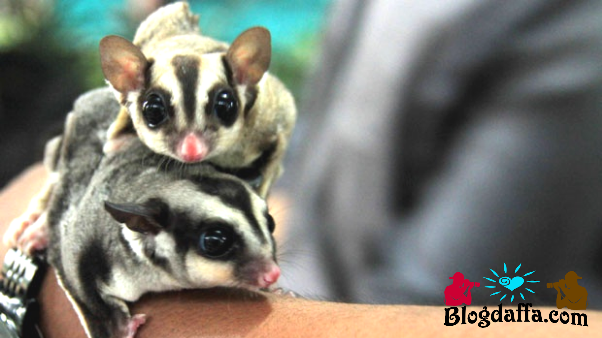 Detail Rumah Untuk Sugar Glider Nomer 28