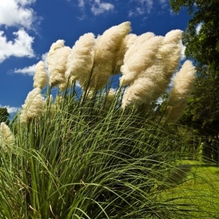 Rumput Pampas Adalah - KibrisPDR