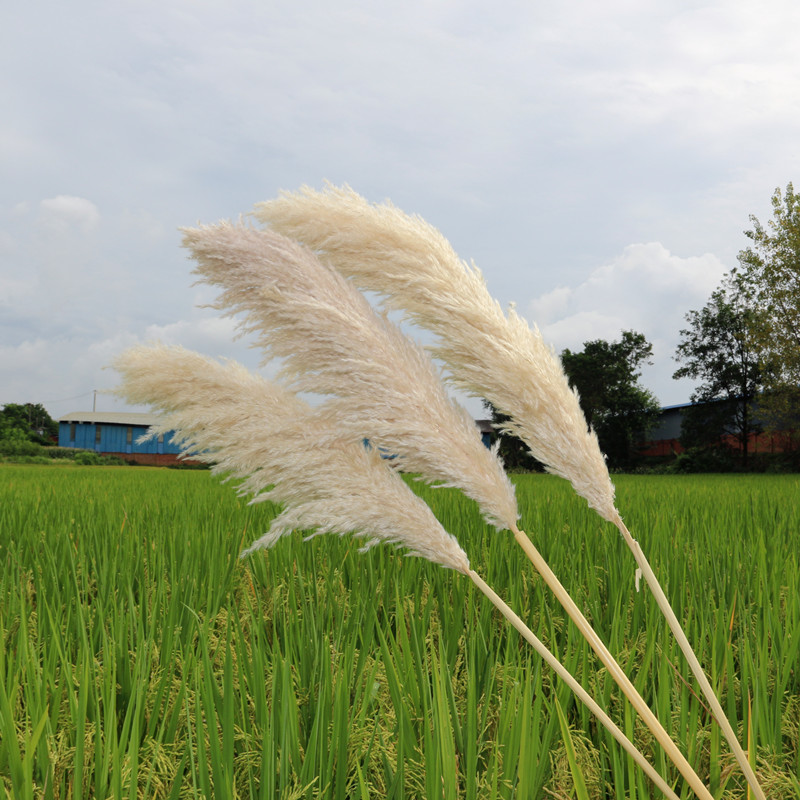 Detail Rumput Pampas Adalah Nomer 31