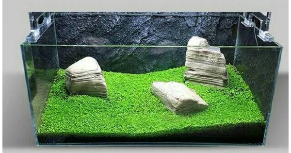 Detail Rumput Untuk Aquascape Nomer 4