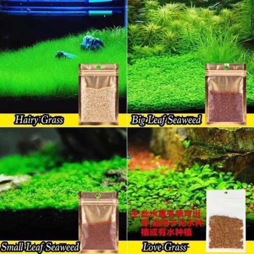 Detail Rumput Untuk Aquascape Nomer 42