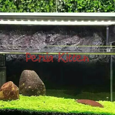 Detail Rumput Untuk Aquascape Nomer 45