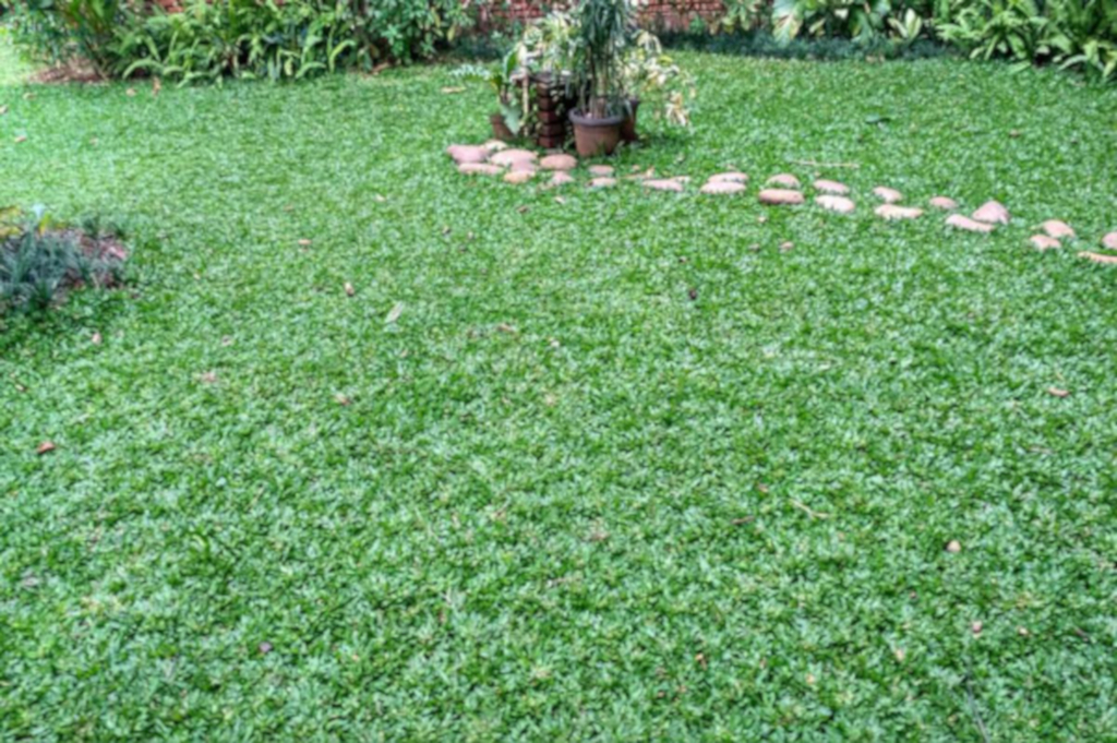 Detail Rumput Untuk Halaman Rumah Nomer 11