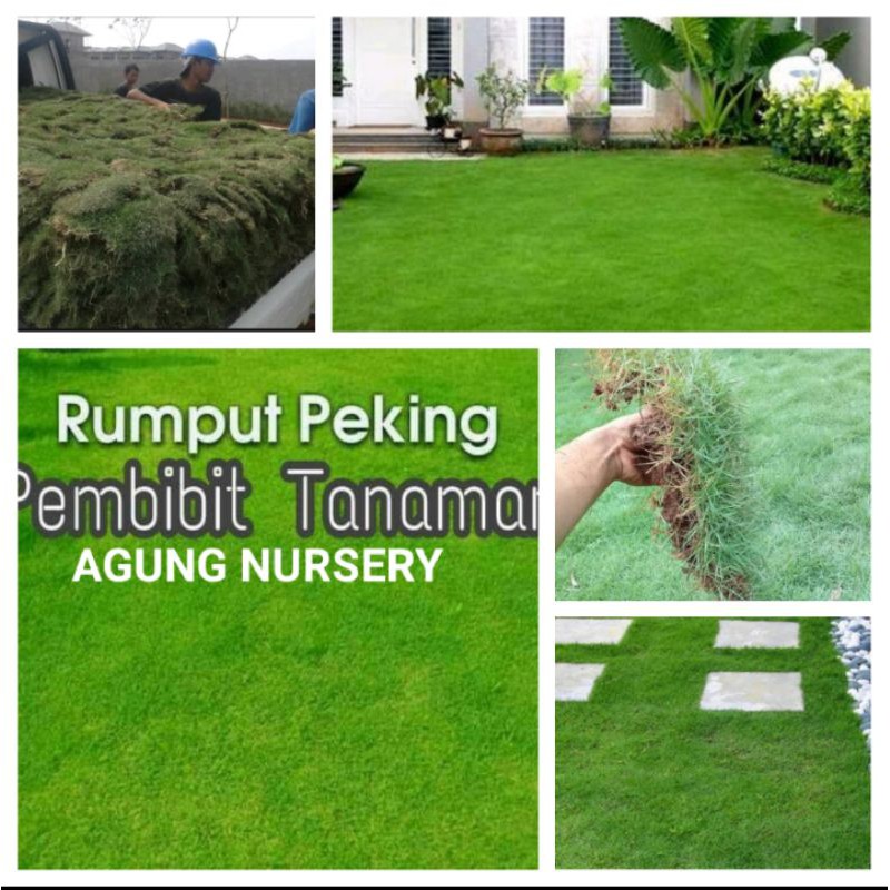 Detail Rumput Untuk Halaman Rumah Nomer 40