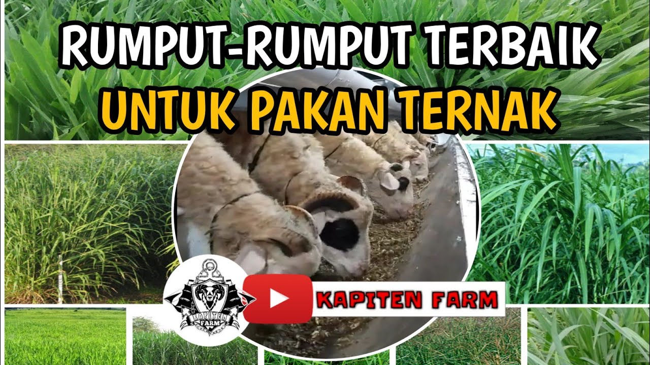 Detail Rumput Untuk Kambing Nomer 32