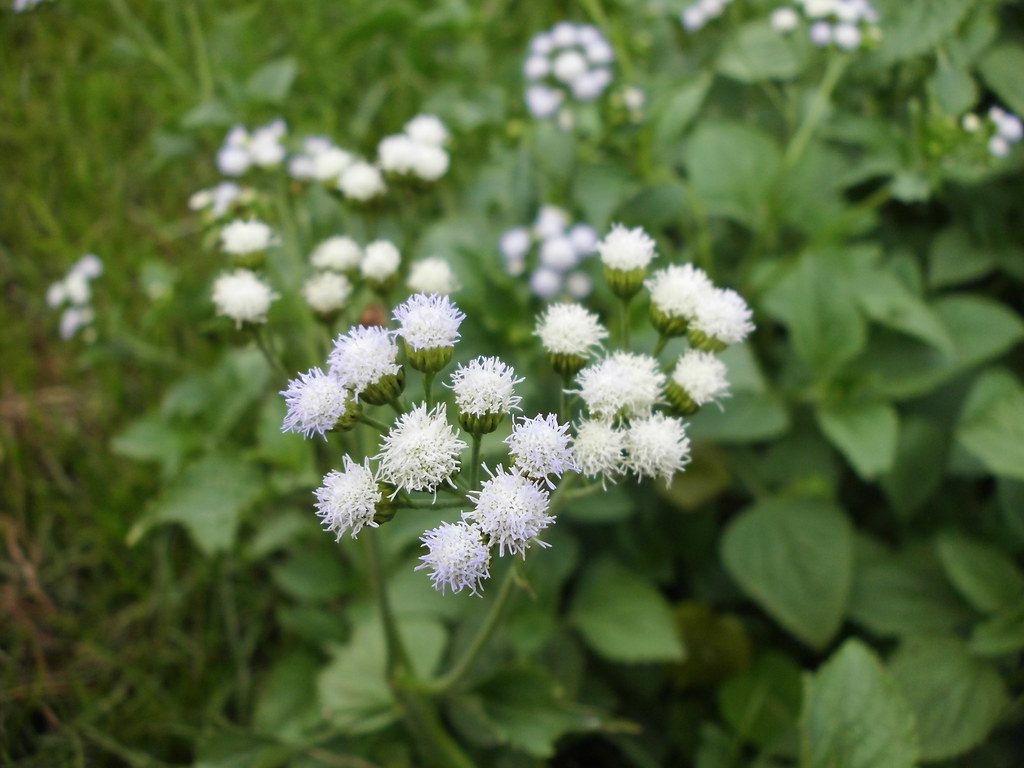 Detail Rumput Untuk Kambing Nomer 47