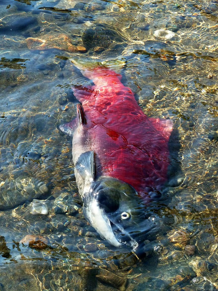 Detail Salmon Ikan Air Apa Nomer 30