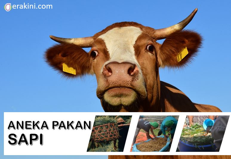 Detail Sapi Makan Apa Nomer 11