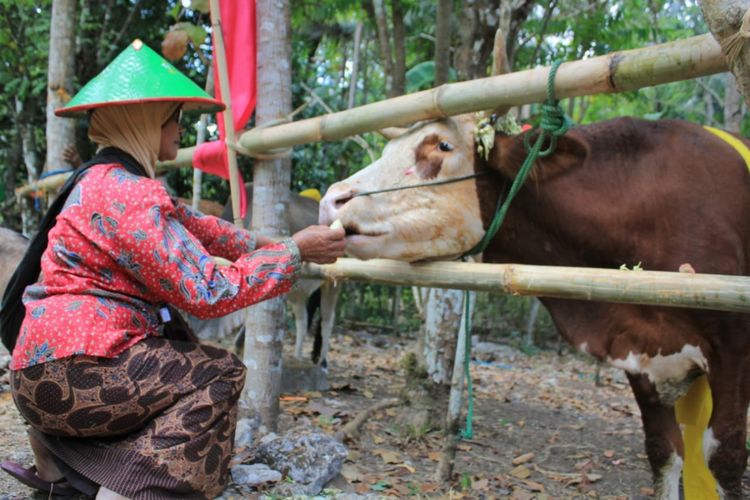 Detail Sapi Makan Apa Nomer 20