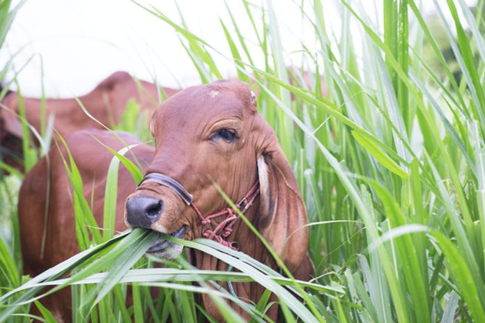 Detail Sapi Makan Apa Nomer 27