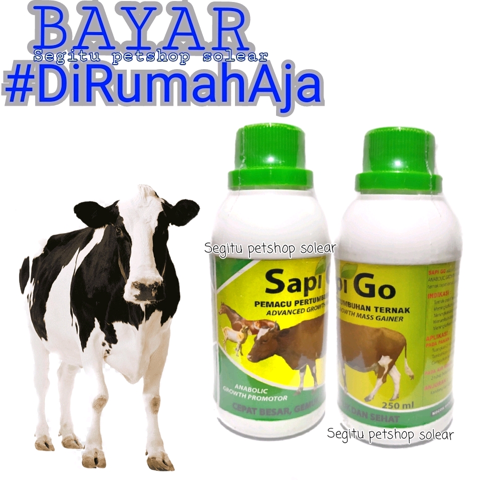 Detail Sapi Makan Apa Nomer 41