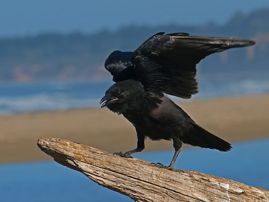 Detail Sarang Burung Gagak Hitam Nomer 16