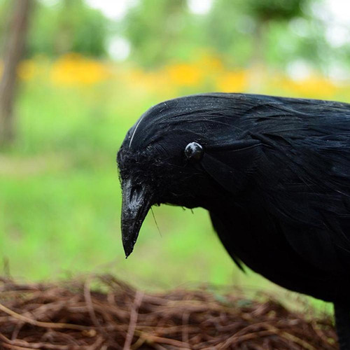 Detail Sarang Burung Gagak Hitam Nomer 22