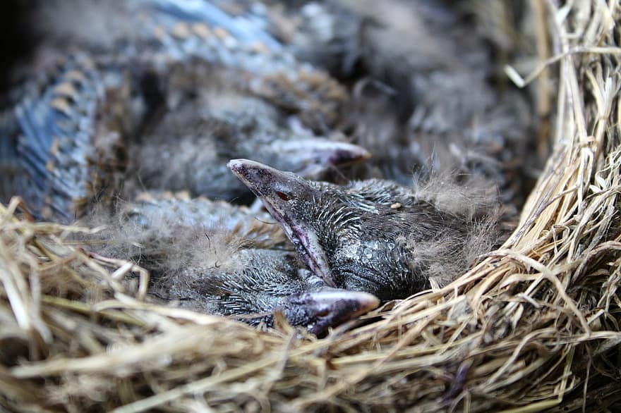 Detail Sarang Burung Gagak Hitam Nomer 4