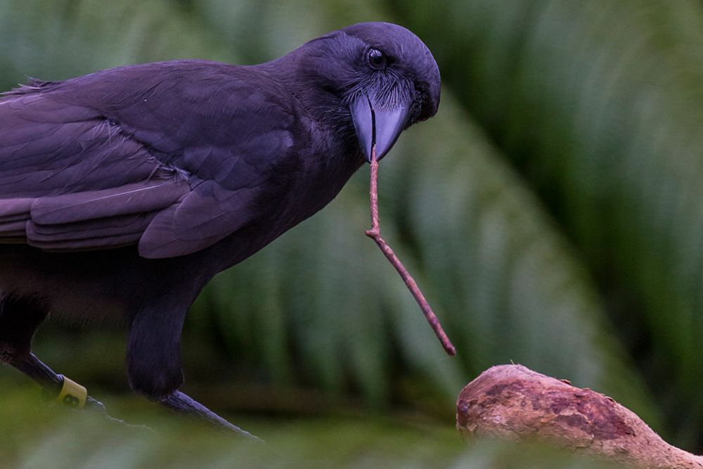 Detail Sarang Burung Gagak Hitam Nomer 28