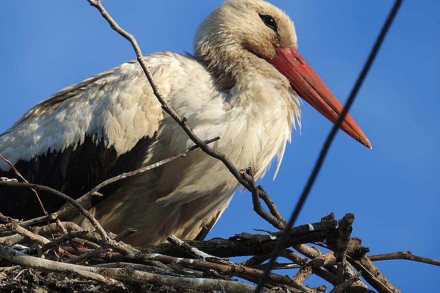 Detail Sarang Burung Gagak Hitam Nomer 34