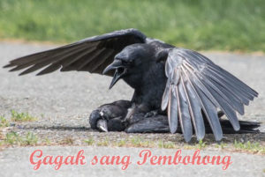 Detail Sarang Burung Gagak Hitam Nomer 35