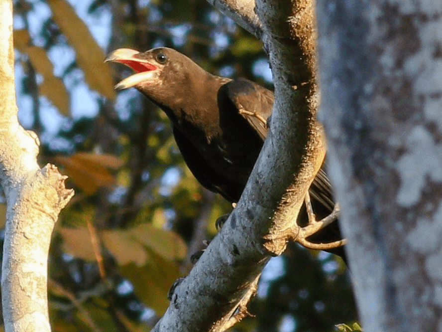 Detail Sarang Burung Gagak Hitam Nomer 42