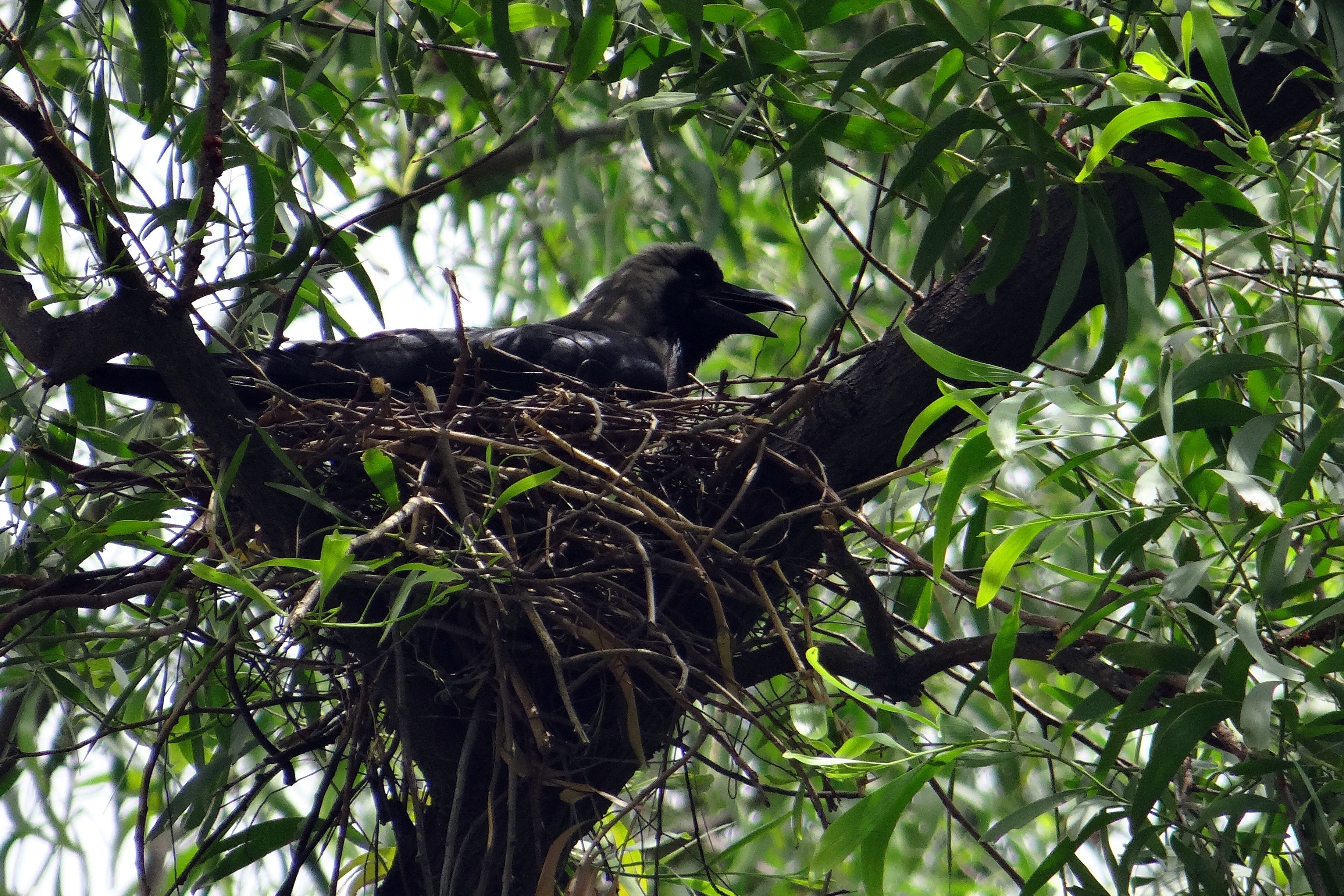 Detail Sarang Burung Gagak Hitam Nomer 7