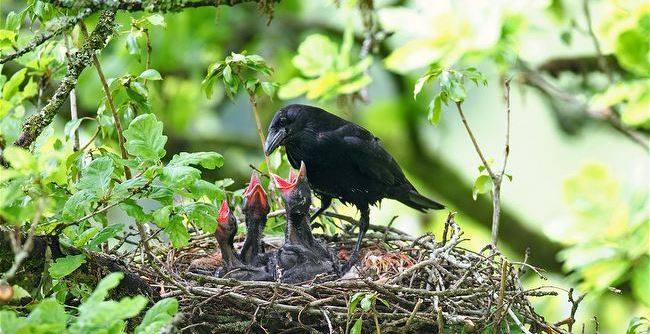 Detail Sarang Burung Gagak Hitam Nomer 10