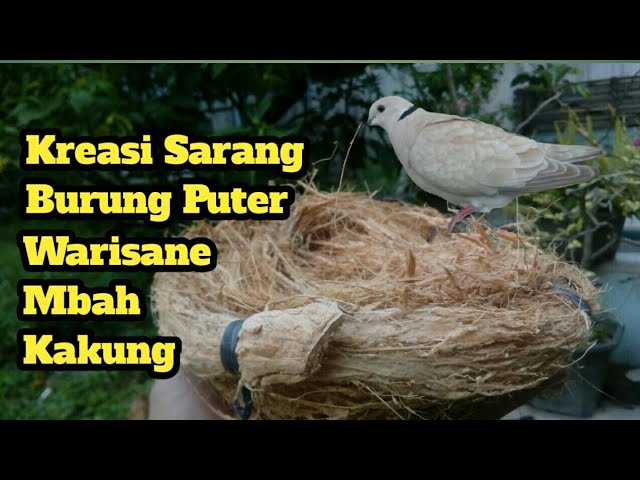 Detail Sarang Burung Tekukur Nomer 16