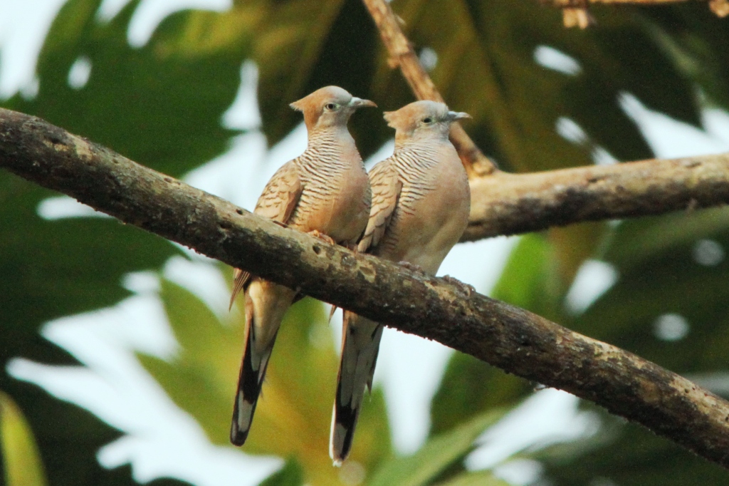 Detail Sarang Burung Tekukur Nomer 30