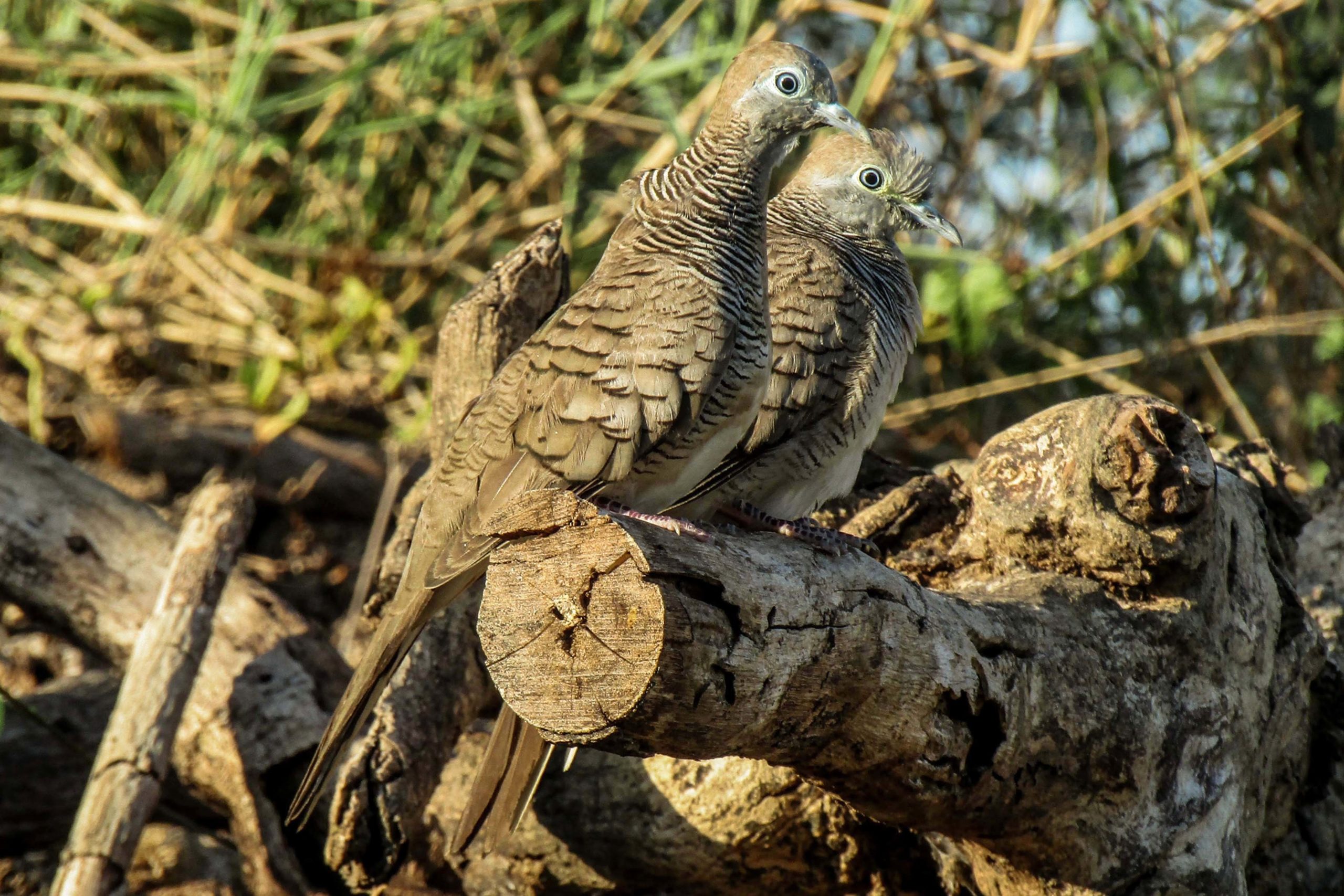 Detail Sarang Burung Tekukur Nomer 35