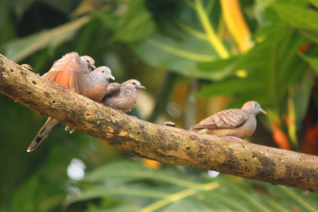 Detail Sarang Burung Tekukur Nomer 38