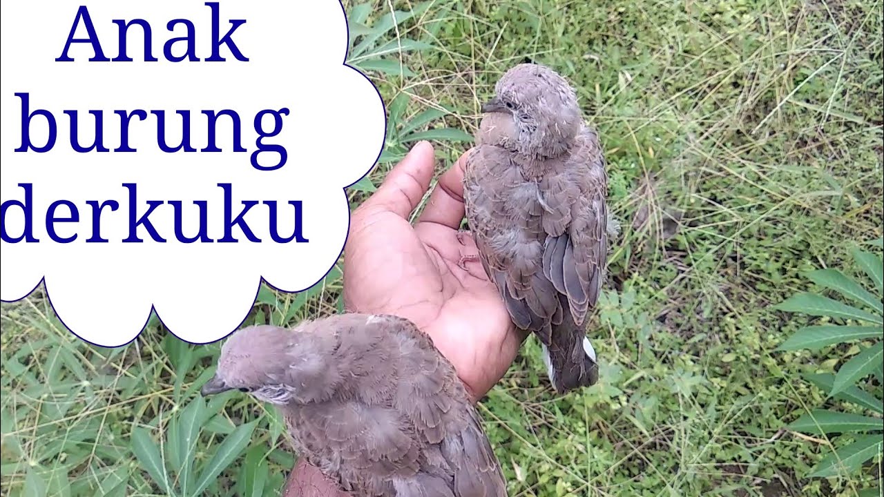 Detail Sarang Burung Tekukur Nomer 7