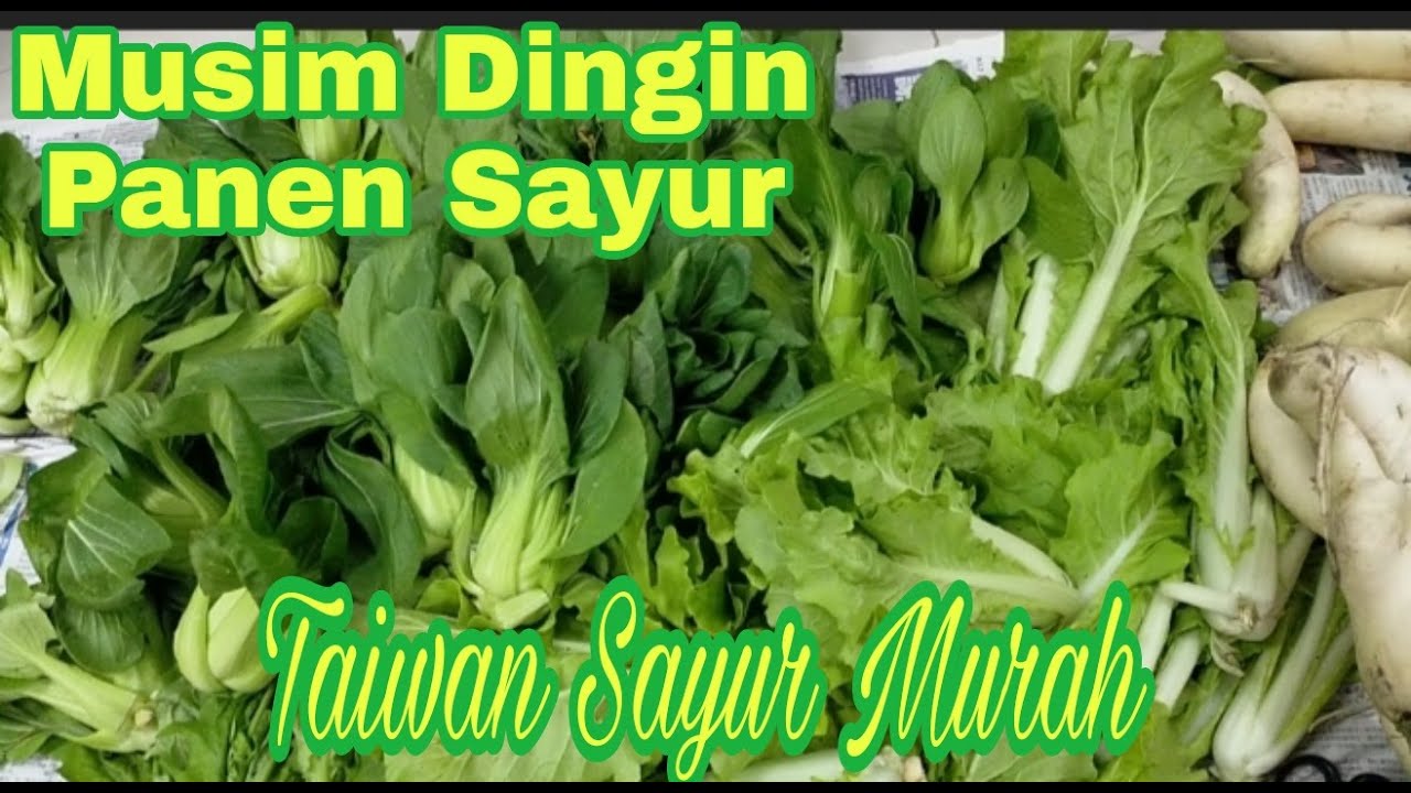 Detail Sayur Apa Yang Dingin Nomer 9