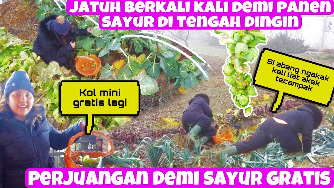 Detail Sayur Apa Yang Dingin Nomer 19