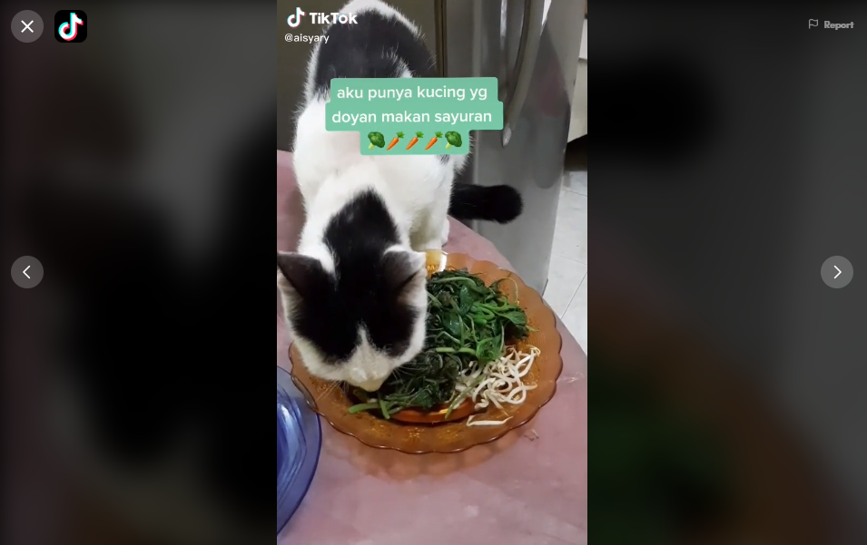 Detail Sayuran Untuk Kucing Nomer 40