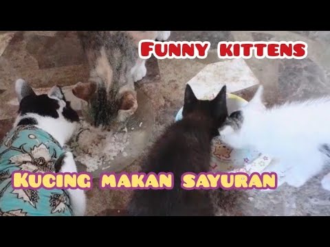 Detail Sayuran Untuk Kucing Nomer 52