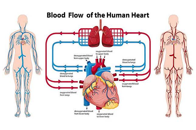 Detail Sebutkan 5 Contoh Gangguan Pada Organ Peredaran Darah Manusia Nomer 51