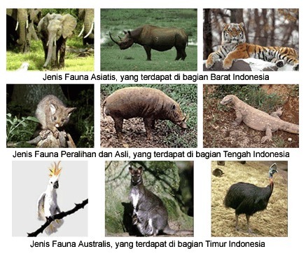 Detail Sebutkan Contoh Fauna Indonesia Bagian Barat Nomer 2