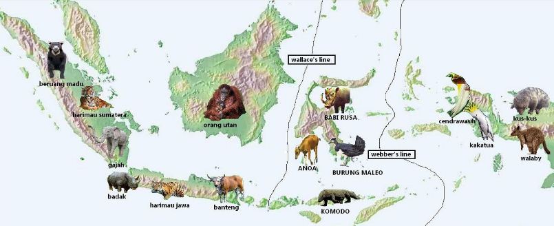 Detail Sebutkan Contoh Fauna Indonesia Bagian Barat Nomer 11