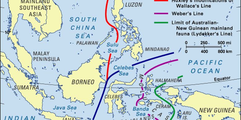 Detail Sebutkan Contoh Fauna Indonesia Bagian Barat Nomer 29