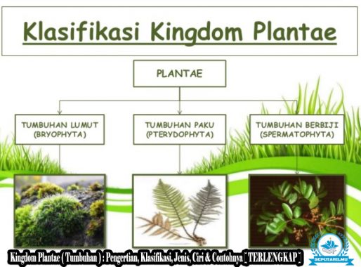 Detail Sebutkan Contoh Monera Nomer 38