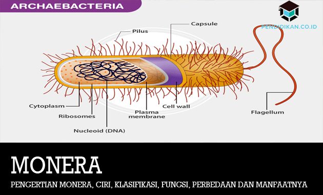 Detail Sebutkan Contoh Monera Nomer 52