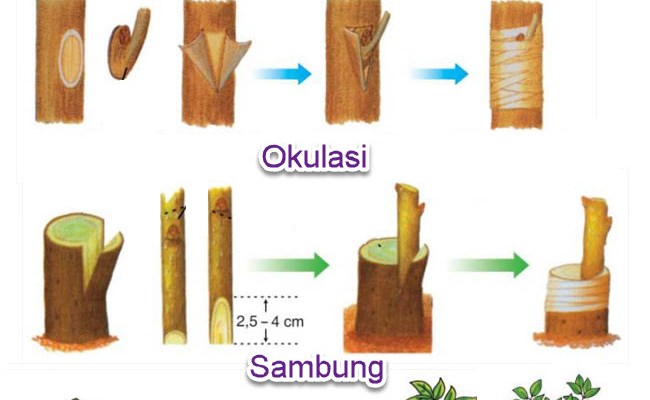 Detail Sebutkan Contoh Perkembangbiakan Buatan Nomer 9