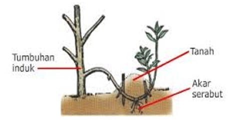 Detail Sebutkan Contoh Perkembangbiakan Vegetatif Alami Nomer 49