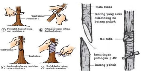 Detail Sebutkan Contoh Perkembangbiakan Vegetatif Buatan Nomer 18