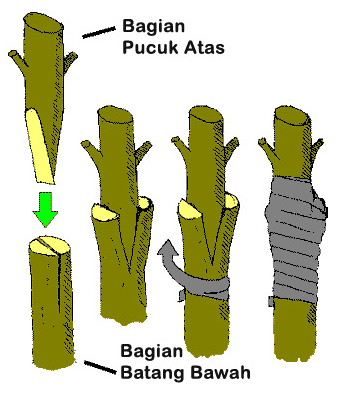 Detail Sebutkan Contoh Perkembangbiakan Vegetatif Buatan Nomer 3