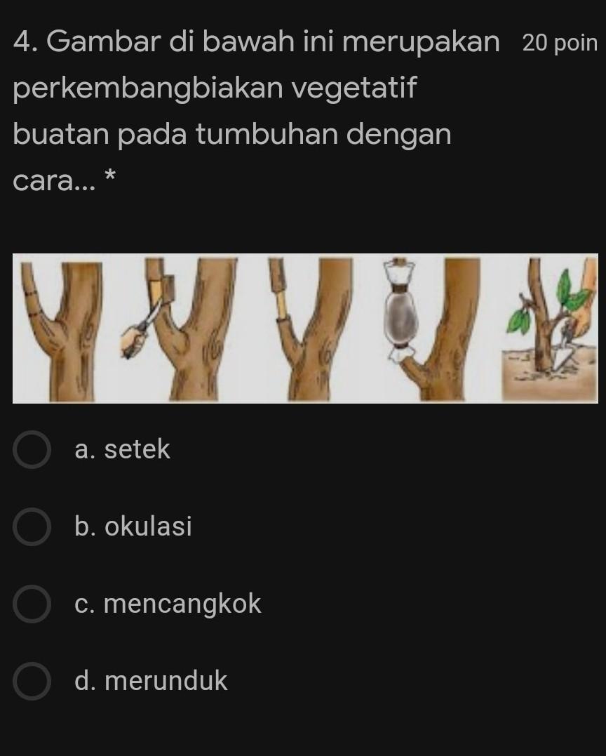 Detail Sebutkan Contoh Perkembangbiakan Vegetatif Buatan Nomer 25