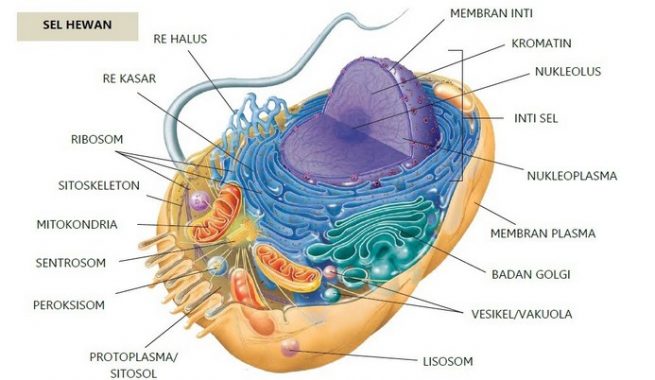 Detail Sel Hewan Dan Fungsinya Beserta Gambar Nomer 29