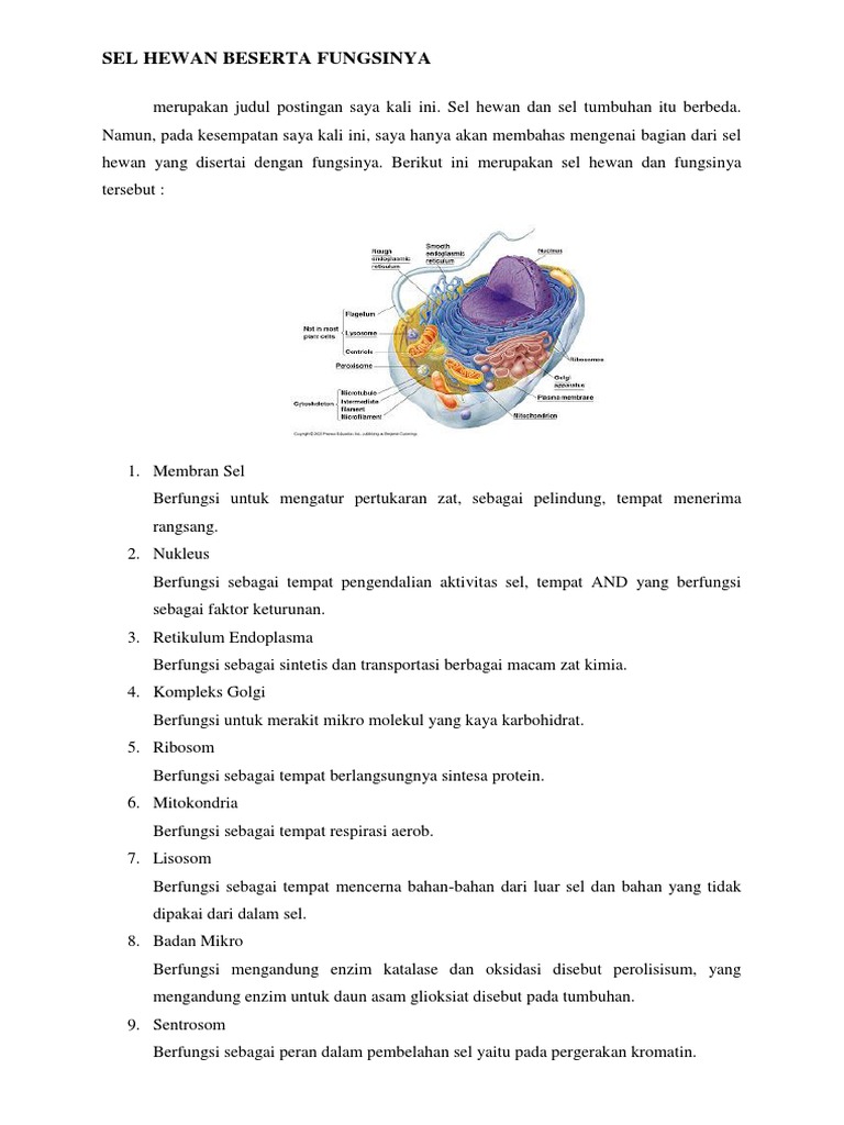 Detail Sel Hewan Dan Fungsinya Beserta Gambar Nomer 41