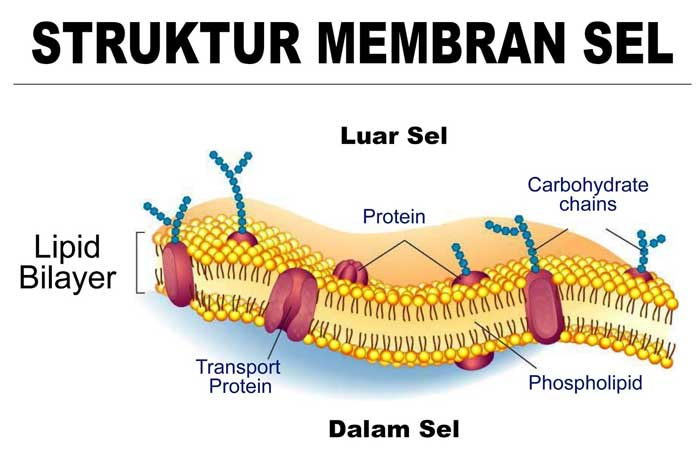 Detail Sel Hewan Dan Fungsinya Beserta Gambar Nomer 49