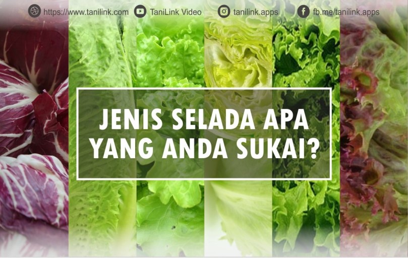 Detail Selada Untuk Salad Nomer 14