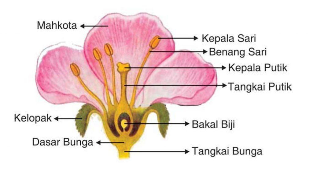 Detail Serbuk Sari Adalah Nomer 5