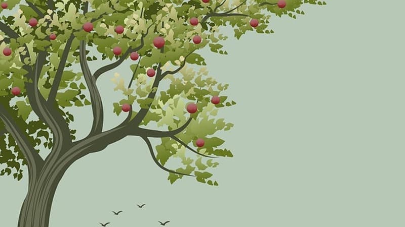 Detail Siapa Teman Pohon Apel Nomer 44